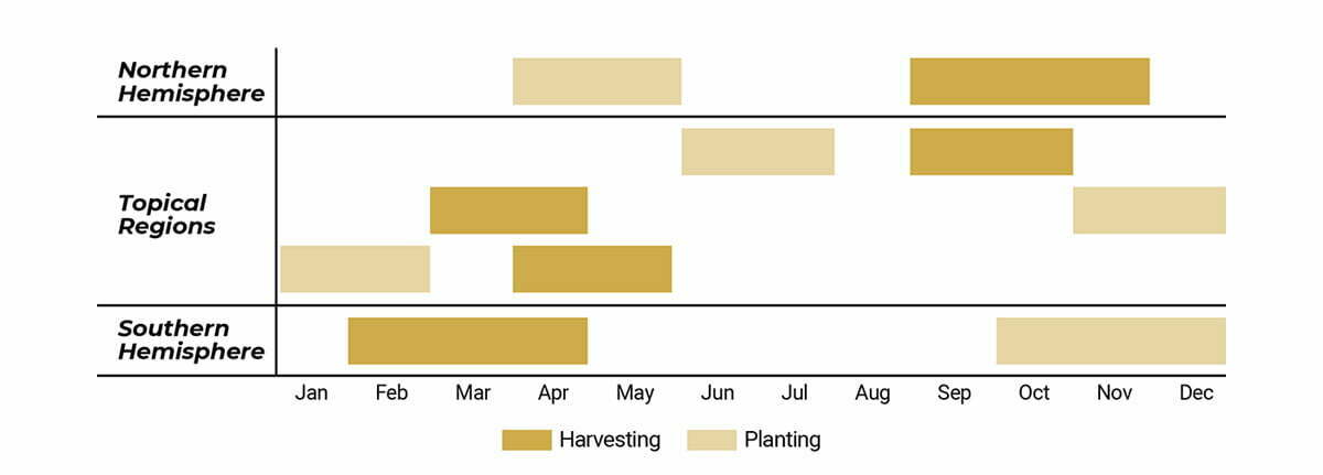 Peanuts Planting and harvesting yearly schedule